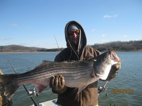 Nice Striped Bass